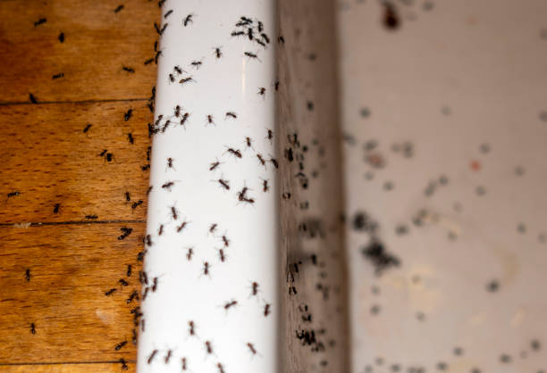 Best Insect Control  in Olathe, KS