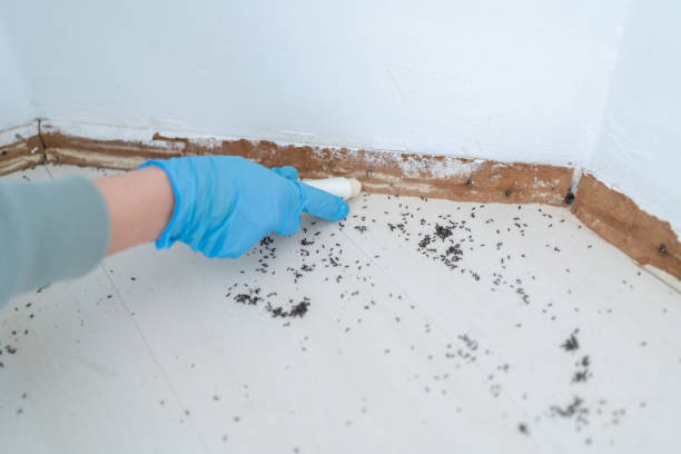 Pest Prevention Services in Olathe, KS